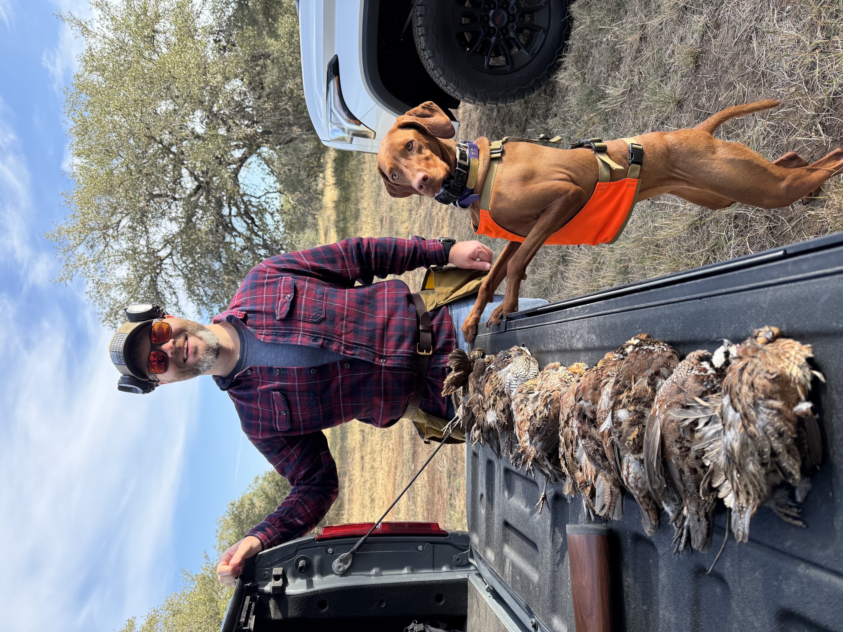 Rock’n Roz Vizsla in an orange vest after a successful quail hunt with its owner