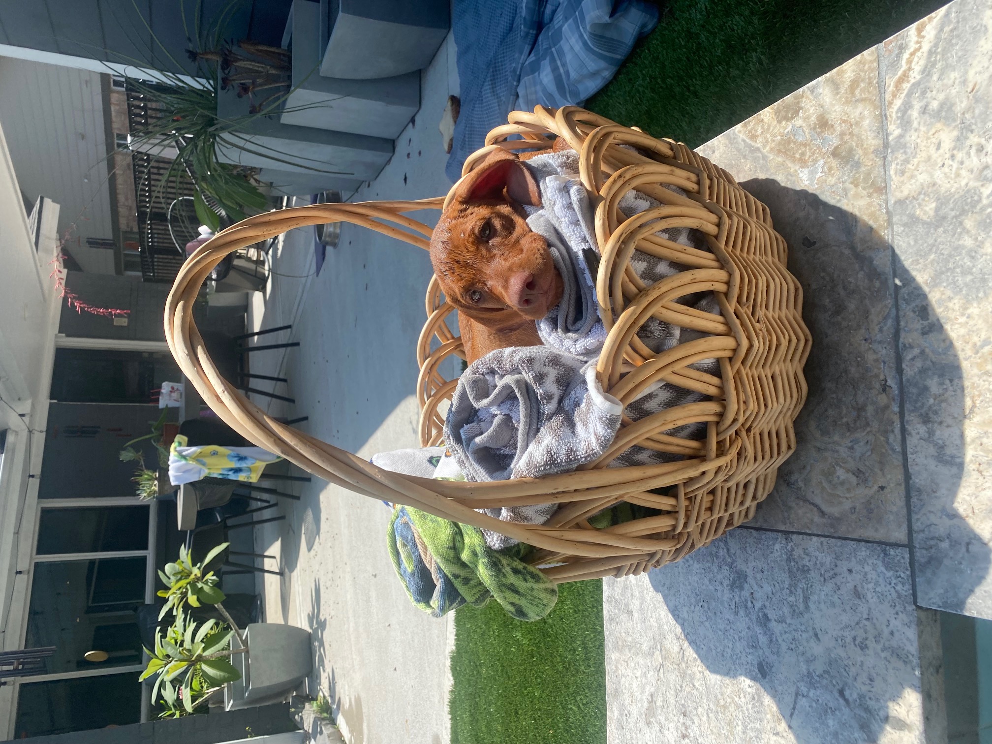 Young Vizsla puppy resting in a blanket-lined wicker basket