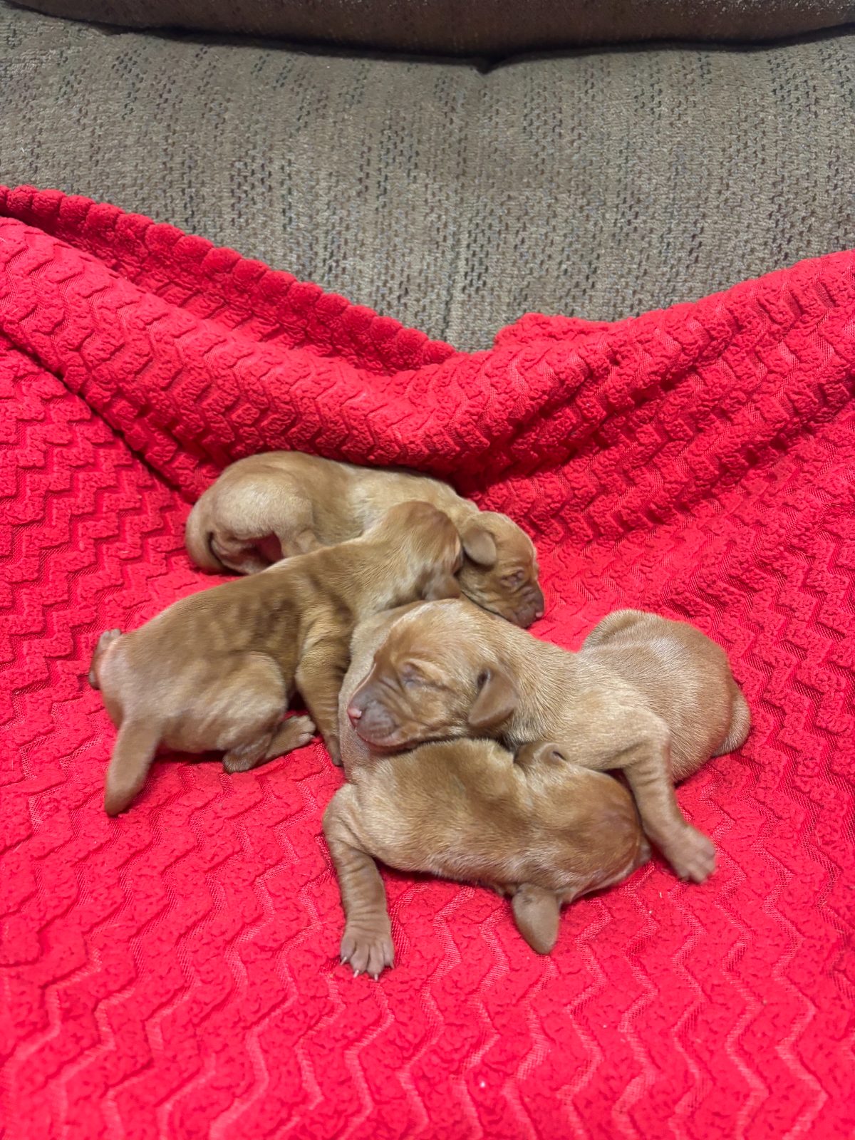 Three-day-old Vizsla puppies from the Rocky & Lily litter, photo 2