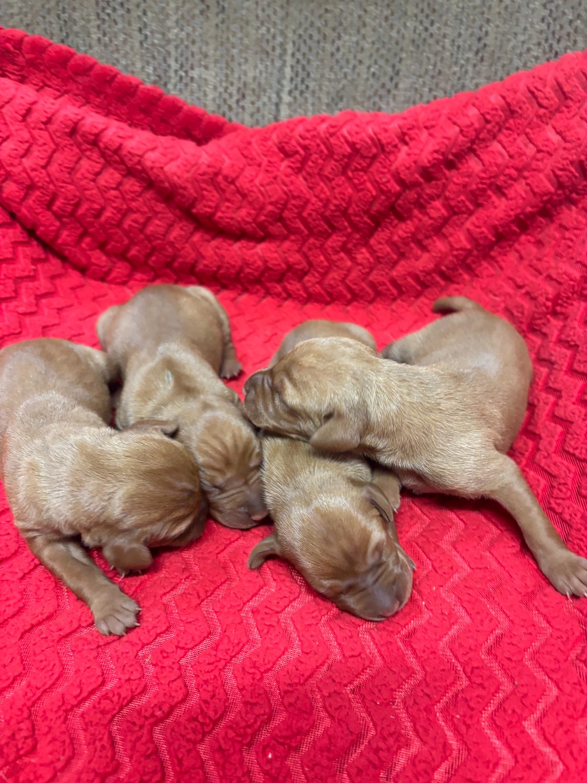 Three-day-old Vizsla puppies from the Rocky & Lily litter, photo 3