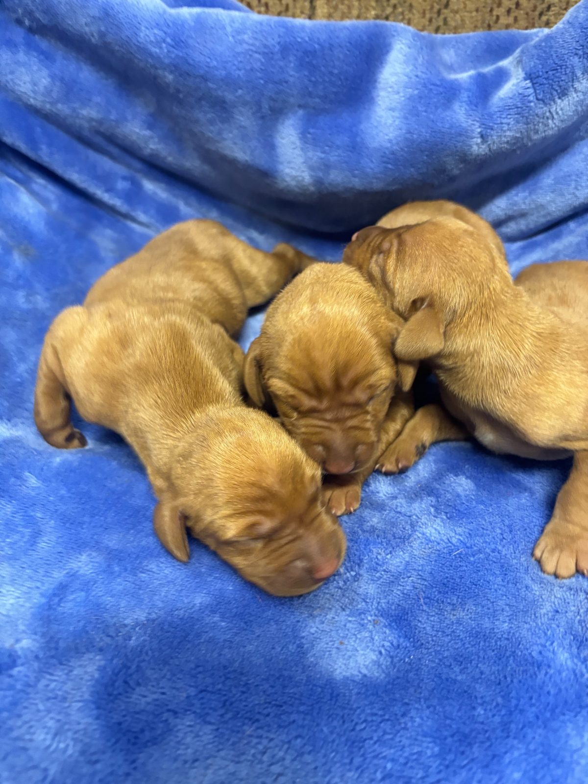 Three-day-old Vizsla puppies from the Rocky & Lily litter, photo 5