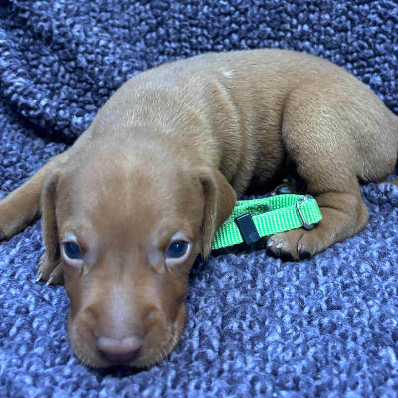 Lime green collar Vizsla puppy resting