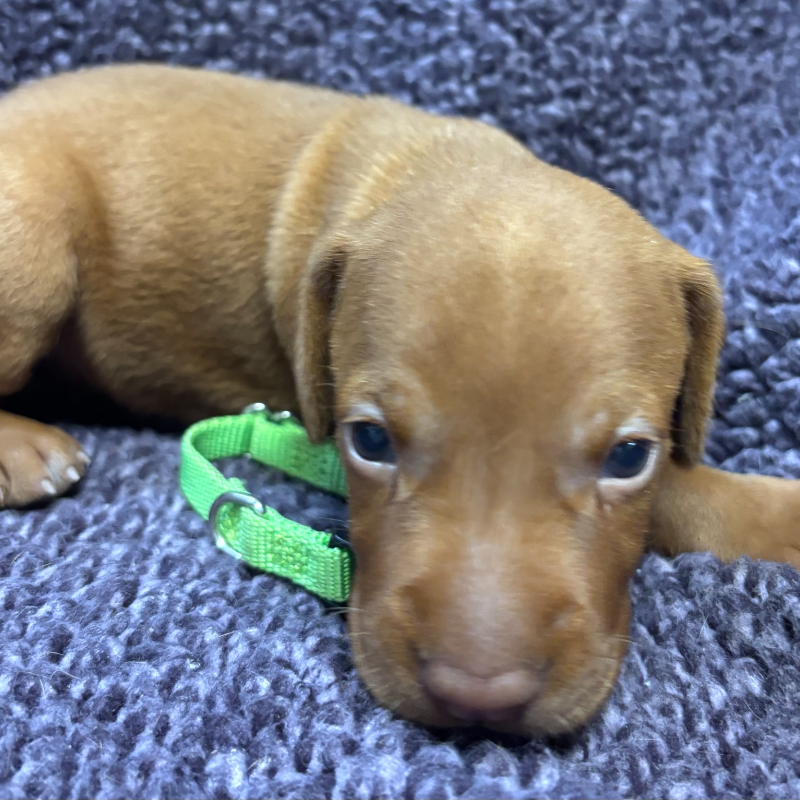 Lime green collar Vizsla puppy portrait